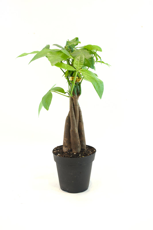 Money Tree in a 4"grow pot