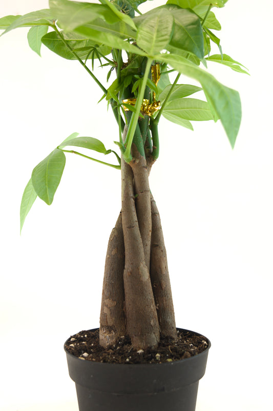 Money Tree in a 4"grow pot