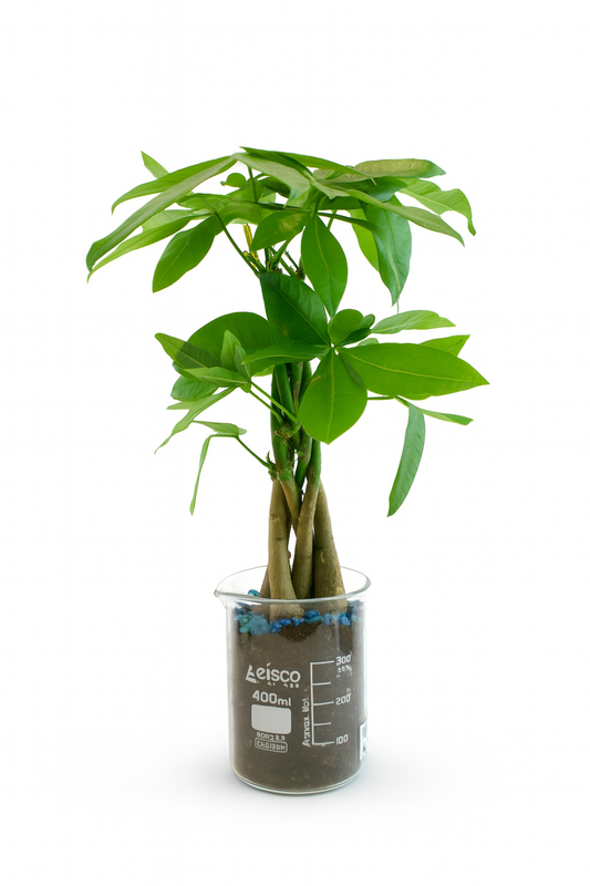 Money Tree in 400mL Beaker