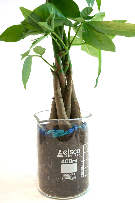 Money Tree in 400mL Beaker