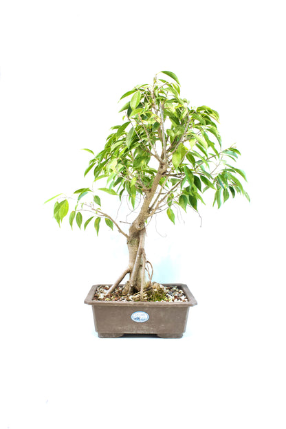 Oriental Ficus Bonsai Training 9.5" Pot - One of a Kind Bonsai
