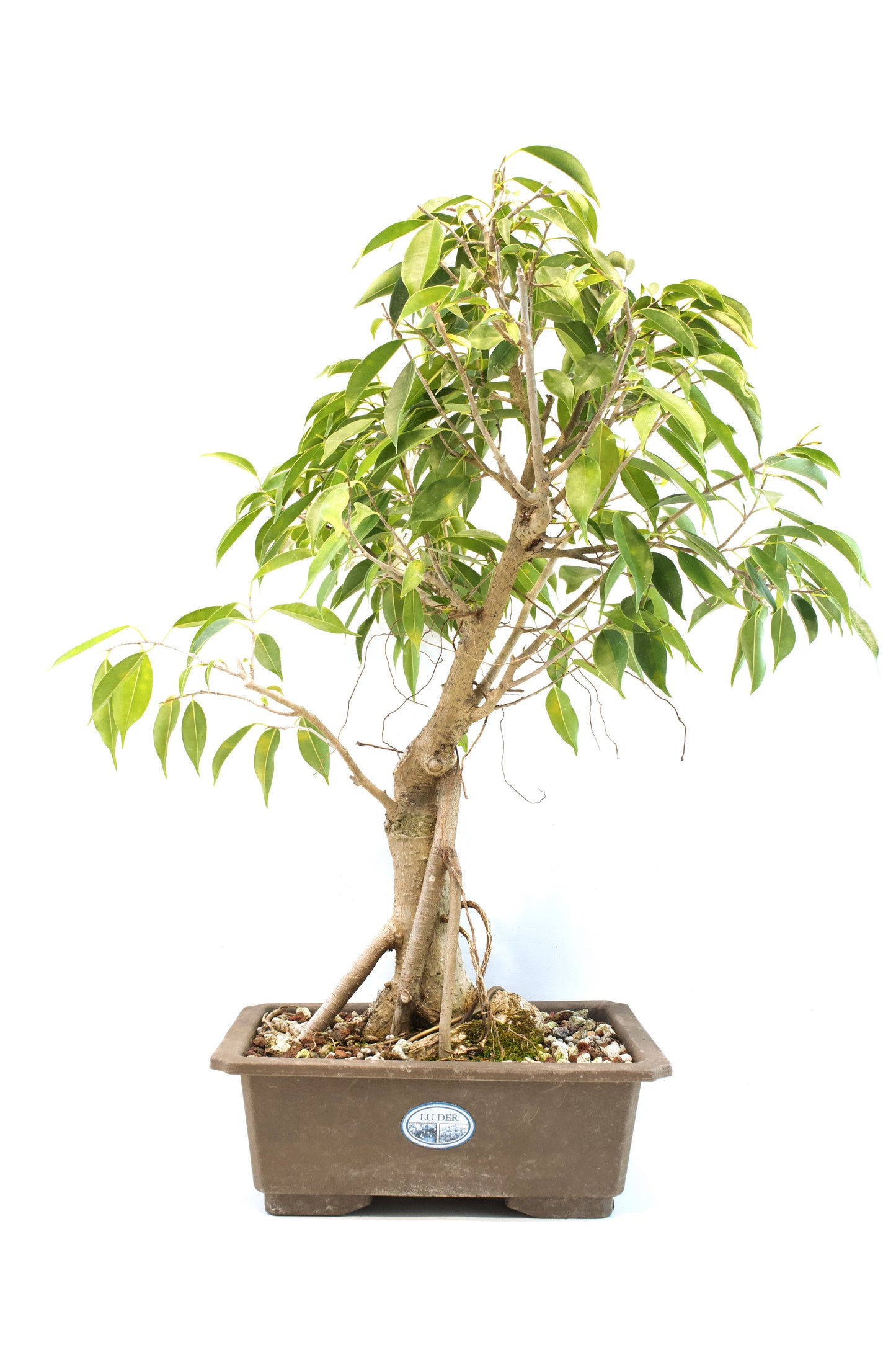 Oriental Ficus Bonsai Training 9.5" Pot - One of a Kind Bonsai