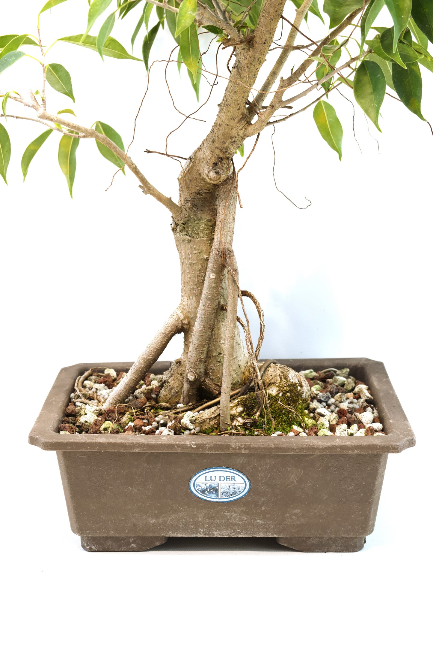Oriental Ficus Bonsai Training 9.5" Pot - One of a Kind Bonsai