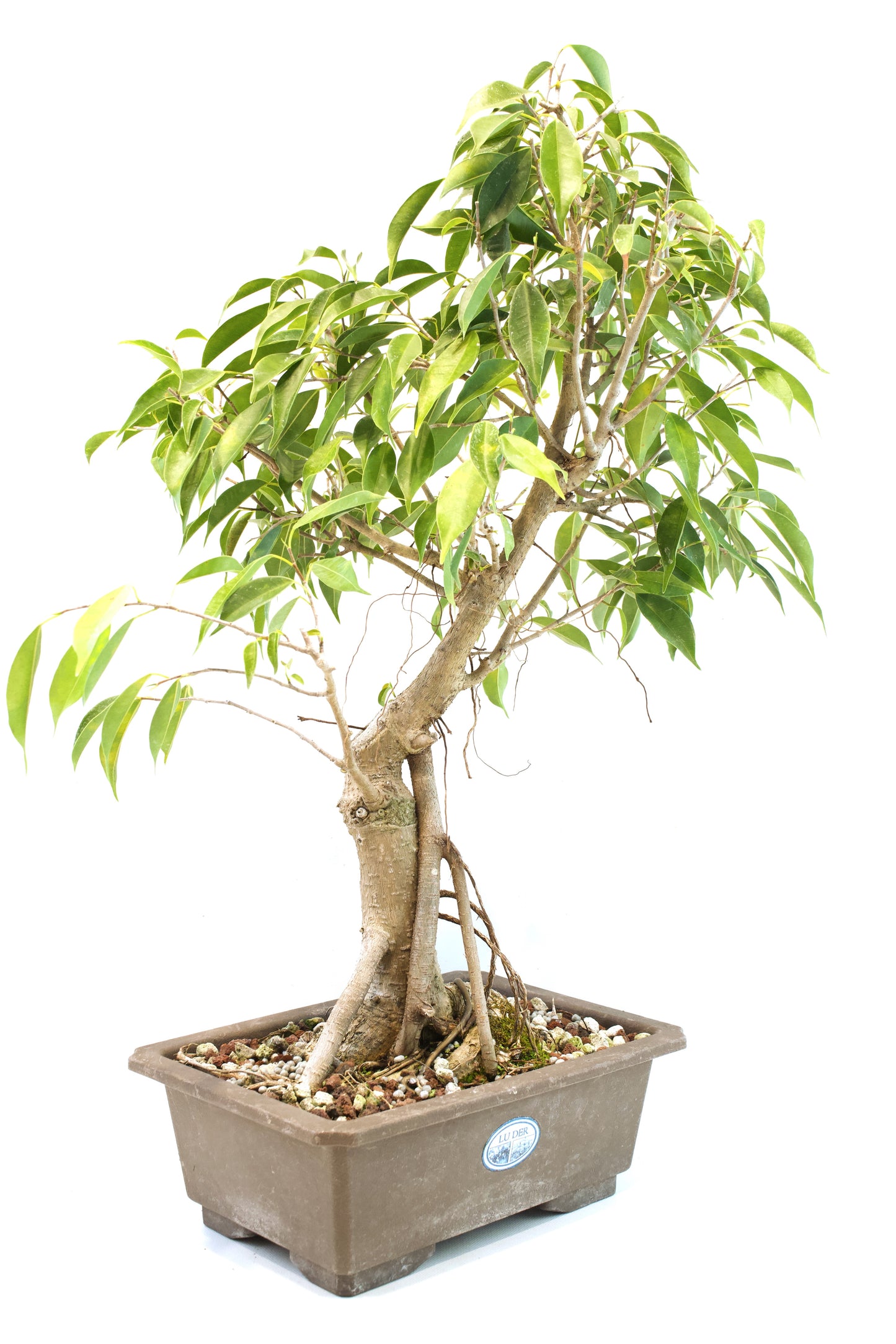 Oriental Ficus Bonsai Training 9.5" Pot - One of a Kind Bonsai