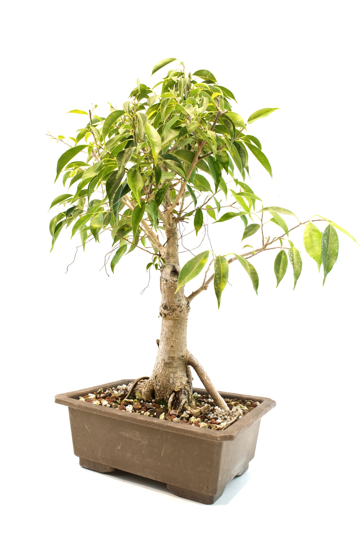 Oriental Ficus Bonsai Training 9.5" Pot - One of a Kind Bonsai