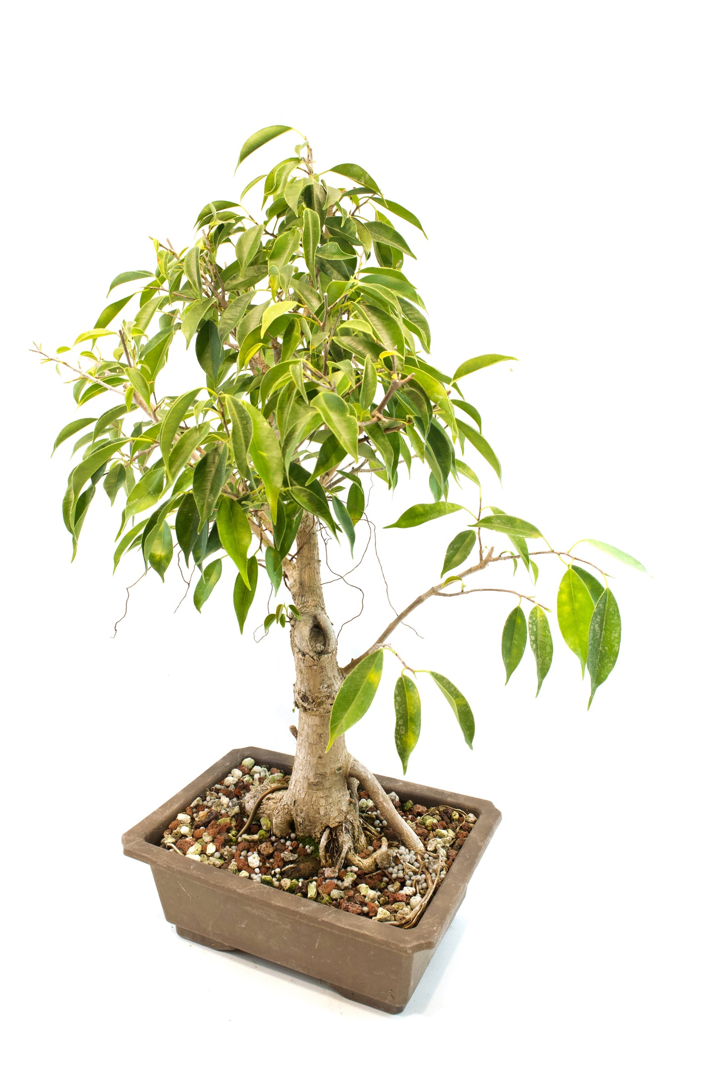 Oriental Ficus Bonsai Training 9.5" Pot - One of a Kind Bonsai