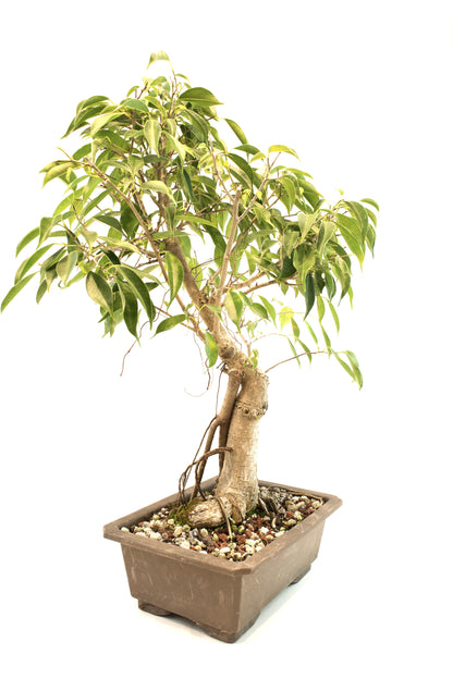 Oriental Ficus Bonsai Training 9.5" Pot - One of a Kind Bonsai