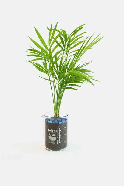 Parlor Palm Tree in 100mL Beaker