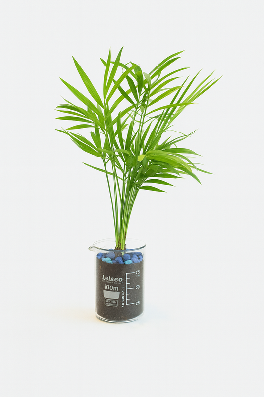 Parlor Palm Tree in 100mL Beaker