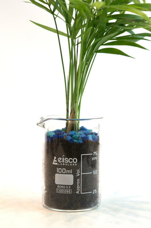 Parlor Palm Tree in 100mL Beaker