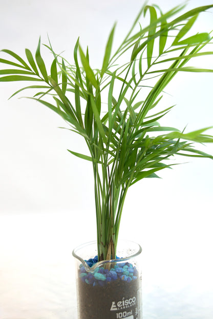 Parlor Palm Tree in 100mL Beaker