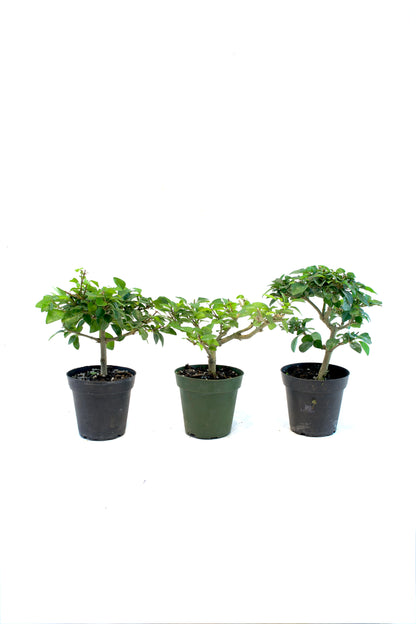 Parrot's Beak Bonsai Tree 4"
