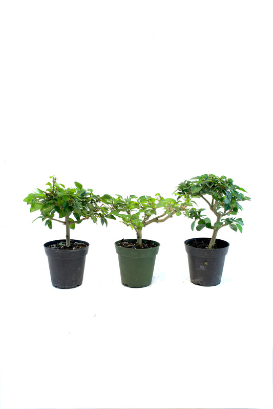 Parrot's Beak Bonsai Tree 4"