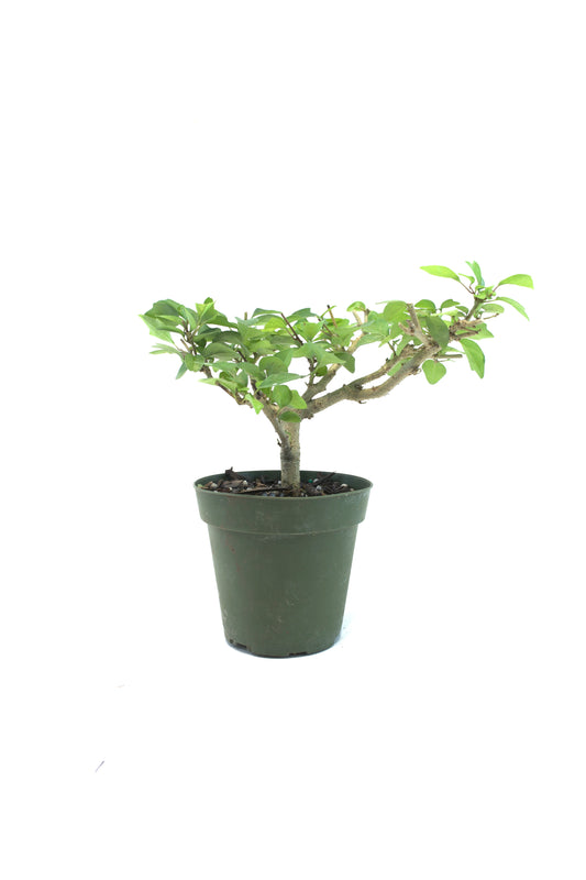 Parrot's Beak Bonsai Tree 4"