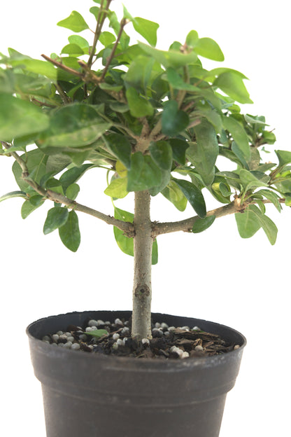Parrot's Beak Bonsai Tree 4"