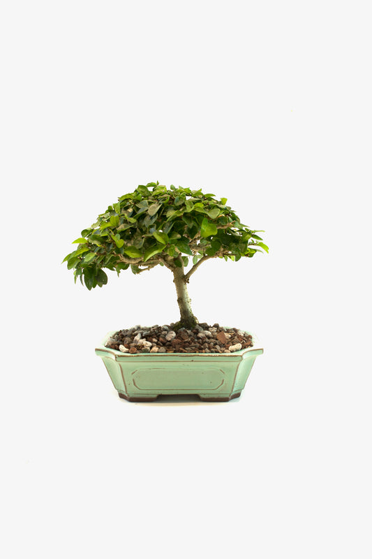 Parrots Beak Bonsai Tree in 7.5" Pot - One of a Kind Bonsai