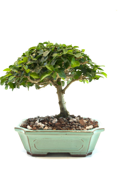 Parrots Beak Bonsai Tree in 7.5" Pot - One of a Kind Bonsai