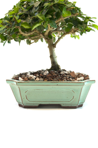 Parrots Beak Bonsai Tree in 7.5" Pot - One of a Kind Bonsai