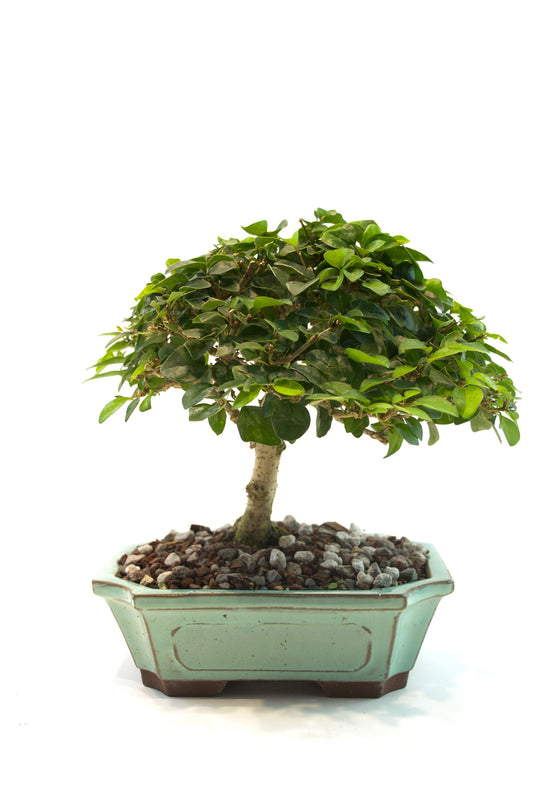 Parrots Beak Bonsai Tree in 7.5" Pot - One of a Kind Bonsai