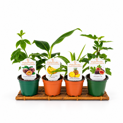 Patio Fruits – 4" Starter Fruit Plants