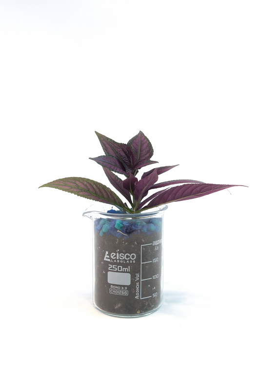 Persian Shield Plant in 250mL Beaker