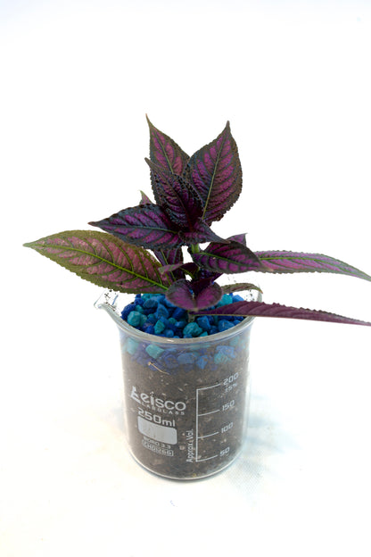 Persian Shield Plant in 250mL Beaker