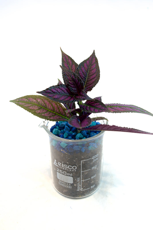 Persian Shield Plant in 250mL Beaker
