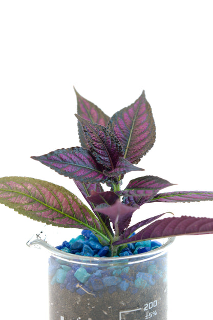 Persian Shield Plant in 250mL Beaker