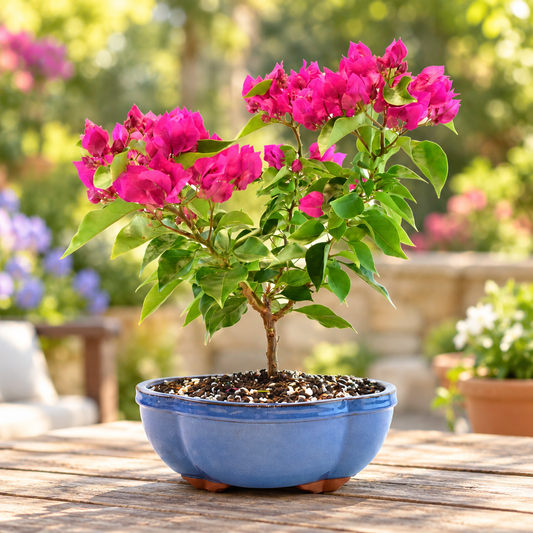 Pink Bougainvillea Bonsai Tree in 10" Pot - One of a Kind Bonsai