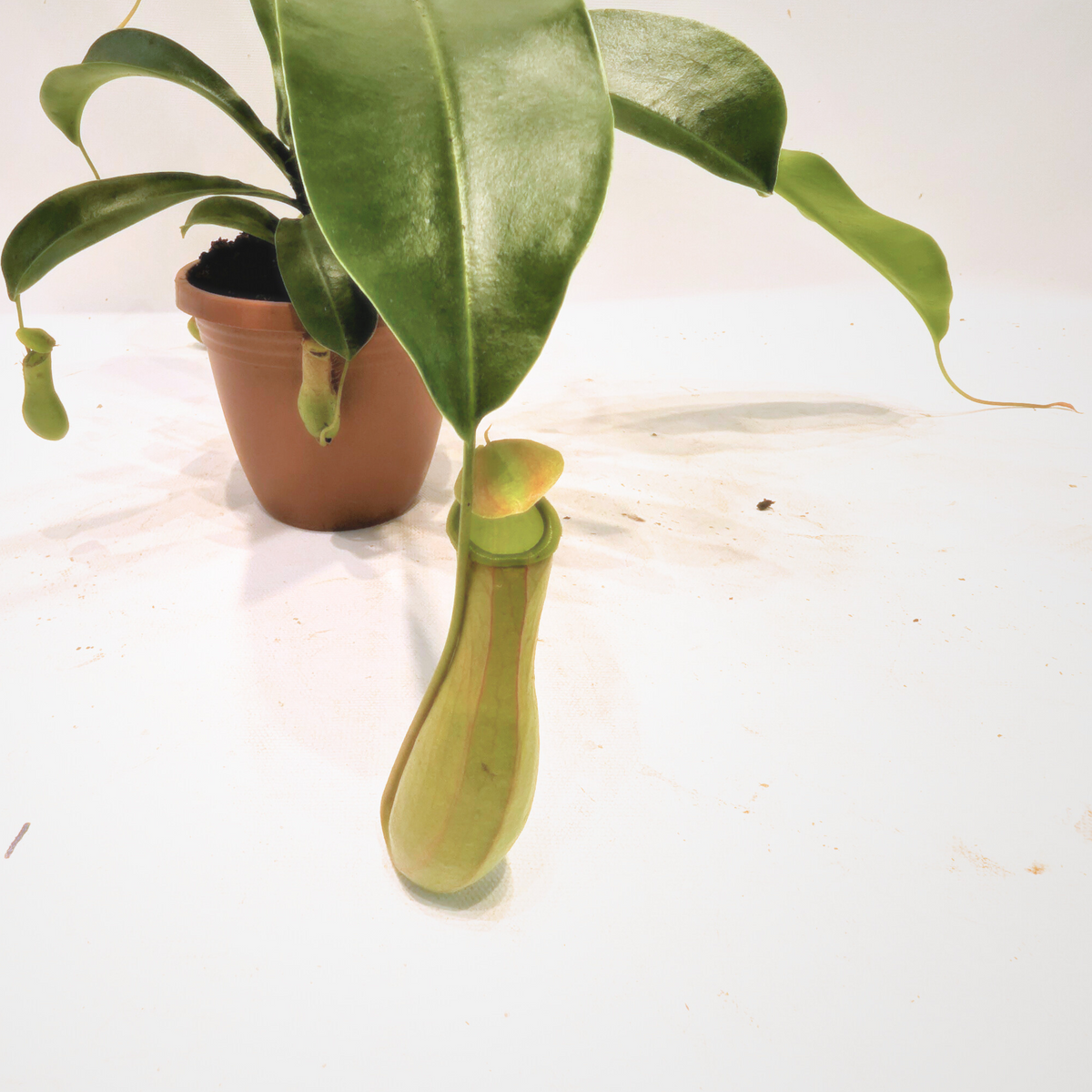 Asian Pitcher Hanging Plant 4"