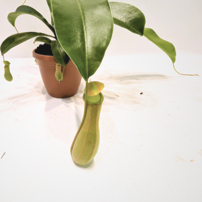 Asian Pitcher Hanging Plant 4"