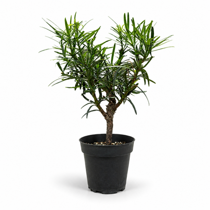 Podocarpus Live Pre-Bonsai in 4" Pot