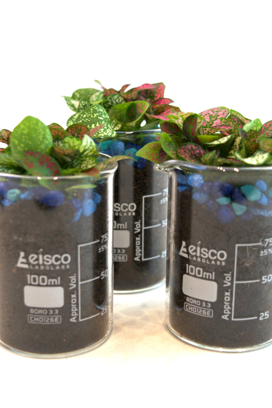 Polka Dot Plant in 100mL Beaker