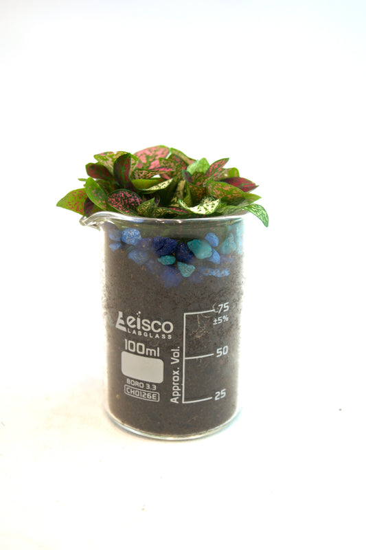 Polka Dot Plant in 100mL Beaker