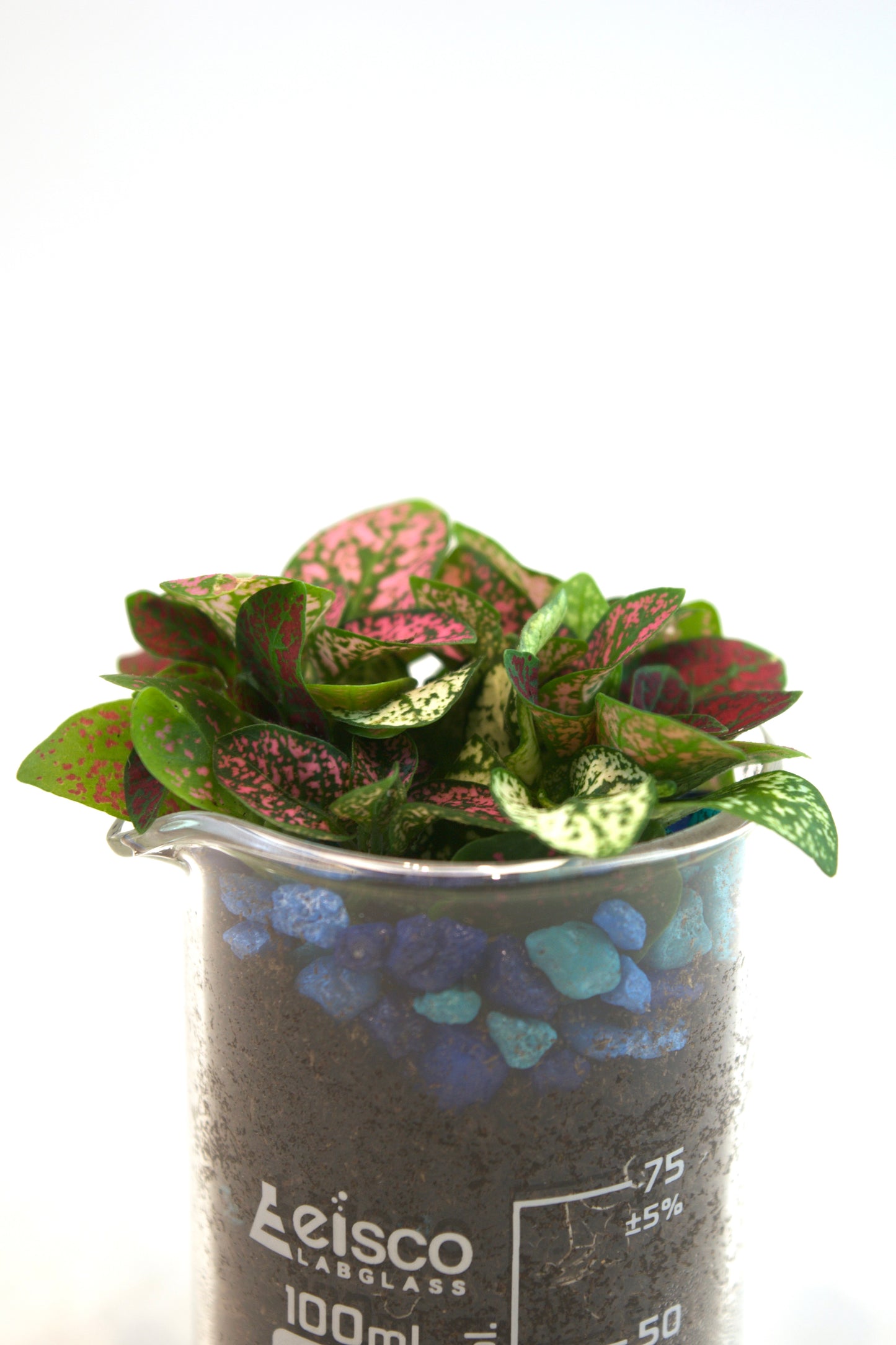 Polka Dot Plant in 100mL Beaker
