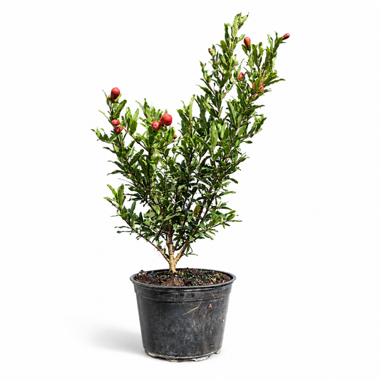 Dwarf Pomegranate  Live in 6"Pot - Pre-Bonsai