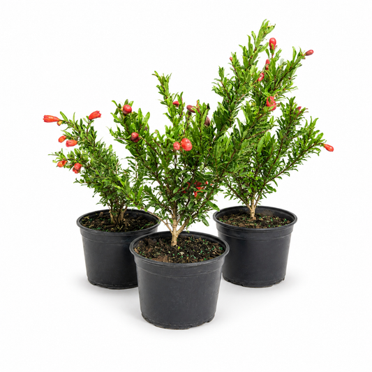 Dwarf Pomegranate  Live in 6"Pot - Pre-Bonsai
