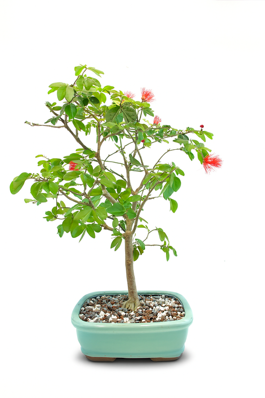 Red Powderpuff Bonsai 8" Pot - One of a Kind Bonsai