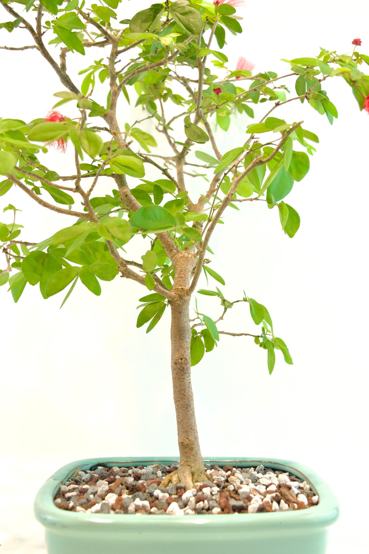 Red Powderpuff Bonsai 8" Pot - One of a Kind Bonsai