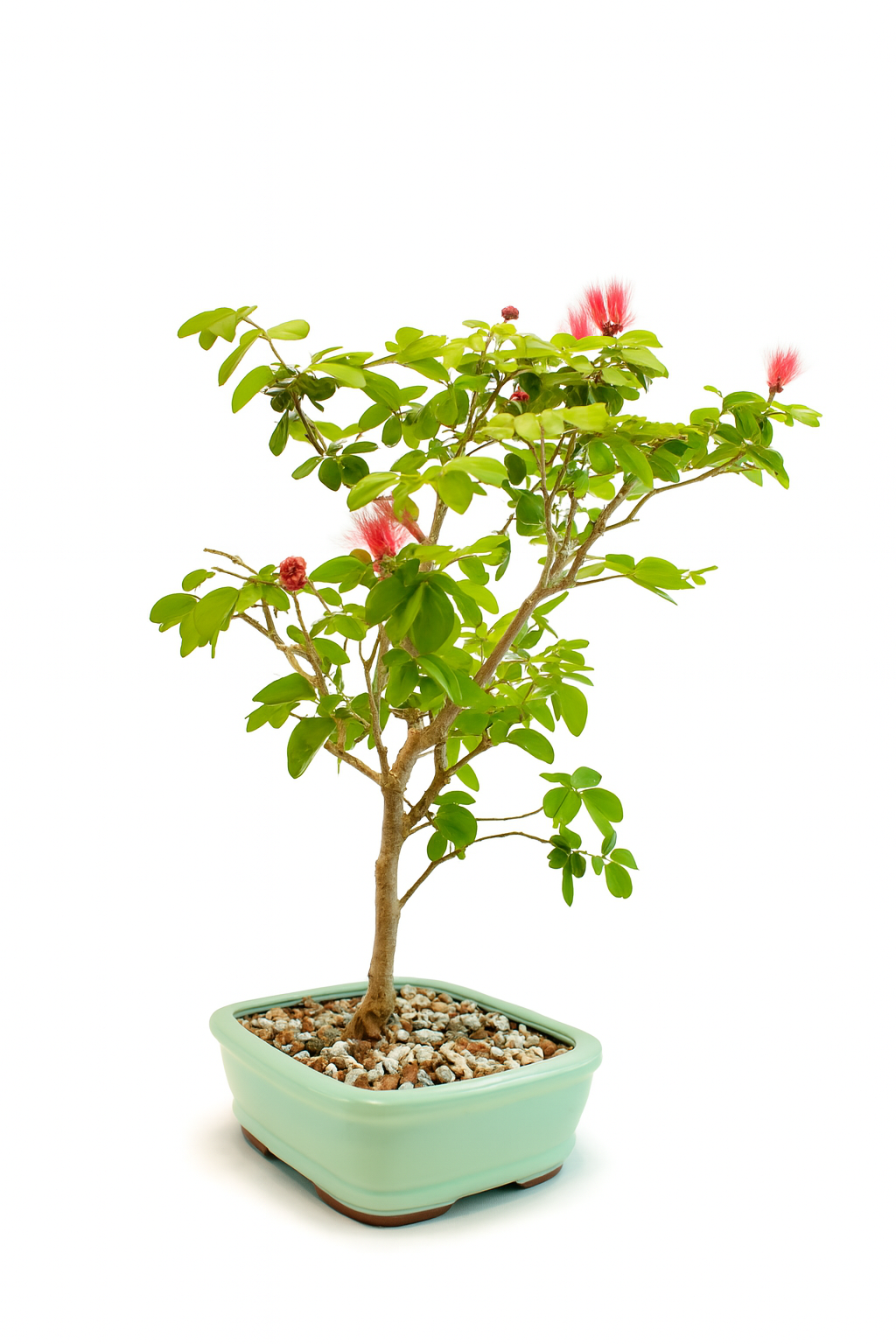 Red Powderpuff Bonsai 8" Pot - One of a Kind Bonsai