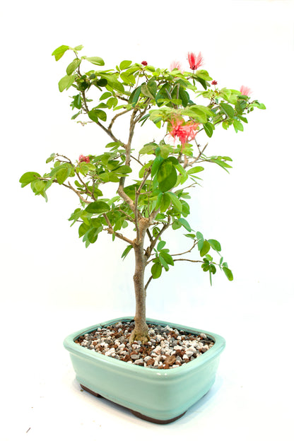 Red Powderpuff Bonsai 8" Pot - One of a Kind Bonsai