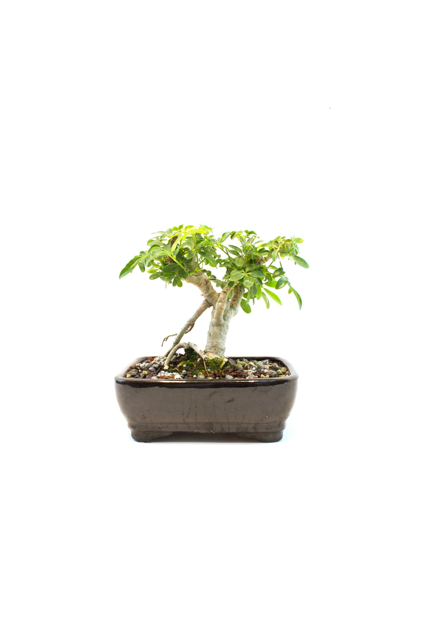 Schefflera Dwarf Bonsai Ceramic 7" Pot - One of a Kind Bonsai