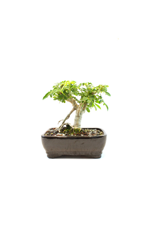 Schefflera Dwarf Bonsai Ceramic 7" Pot - One of a Kind Bonsai