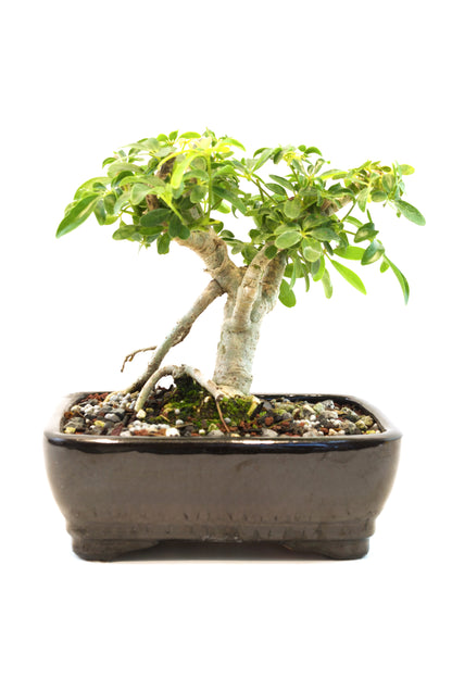 Schefflera Dwarf Bonsai Ceramic 7" Pot - One of a Kind Bonsai