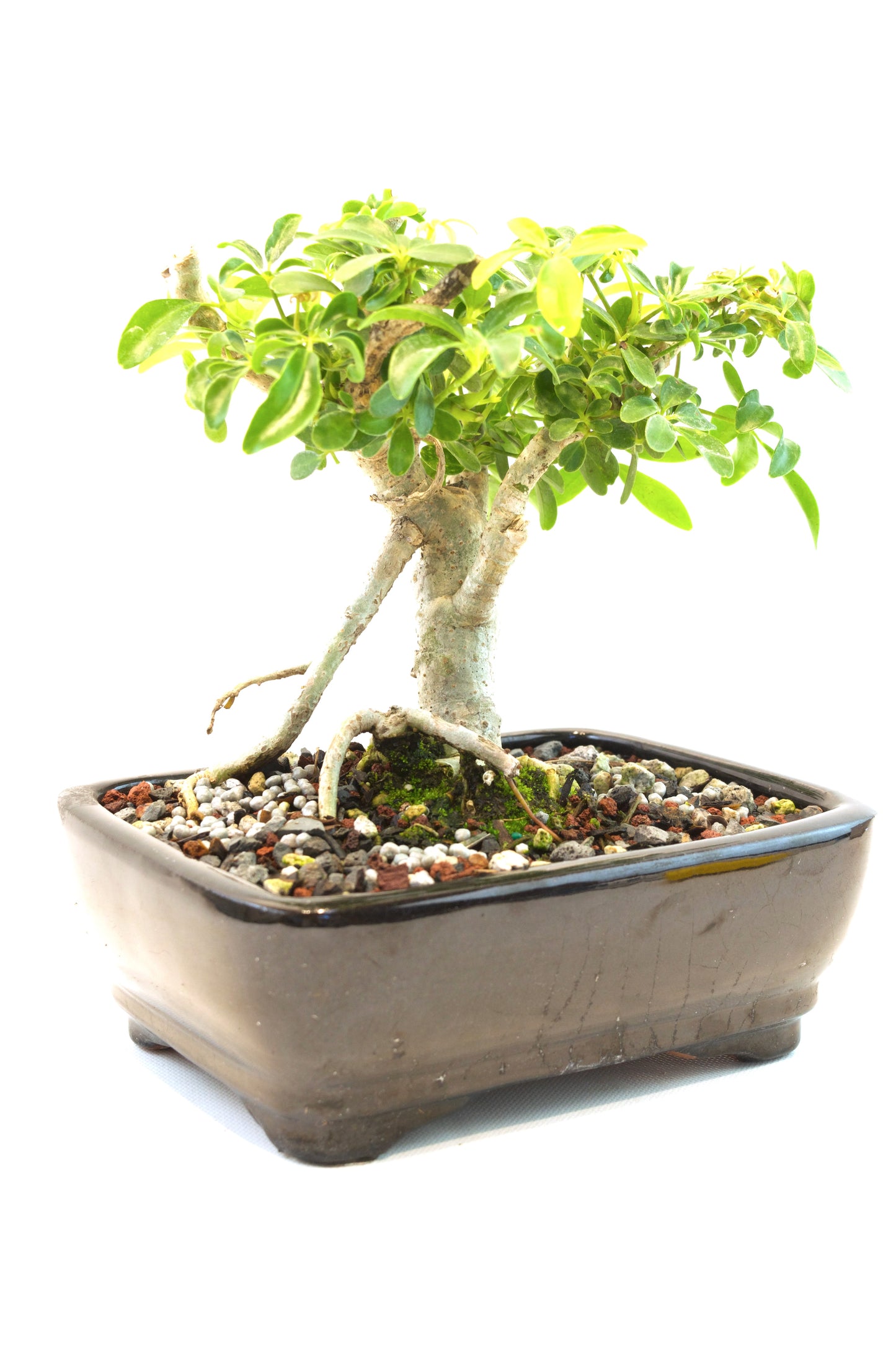 Schefflera Dwarf Bonsai Ceramic 7" Pot - One of a Kind Bonsai