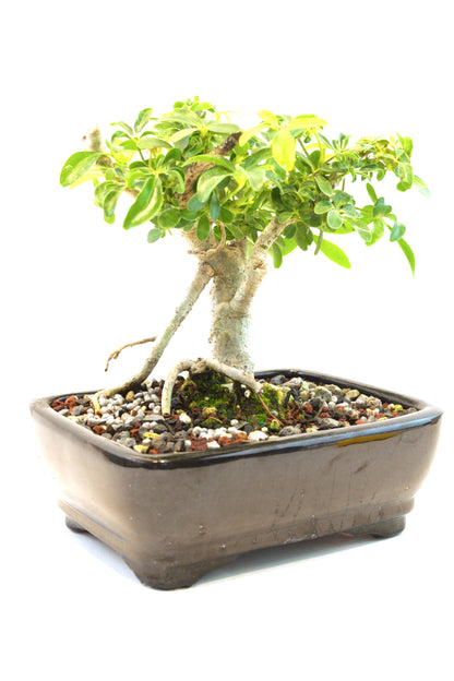 Schefflera Dwarf Bonsai Ceramic 7" Pot - One of a Kind Bonsai