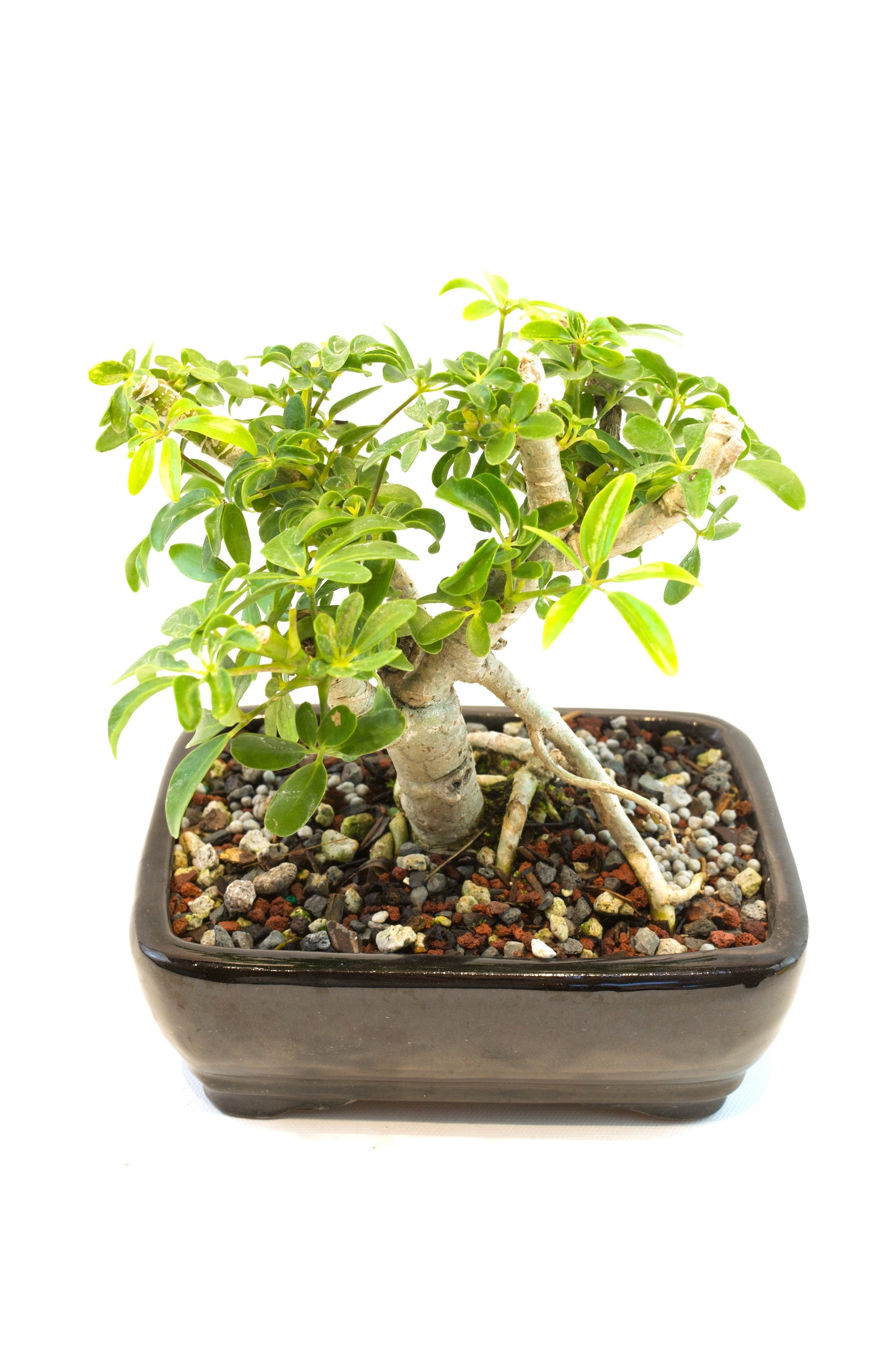 Schefflera Dwarf Bonsai Ceramic 7" Pot - One of a Kind Bonsai