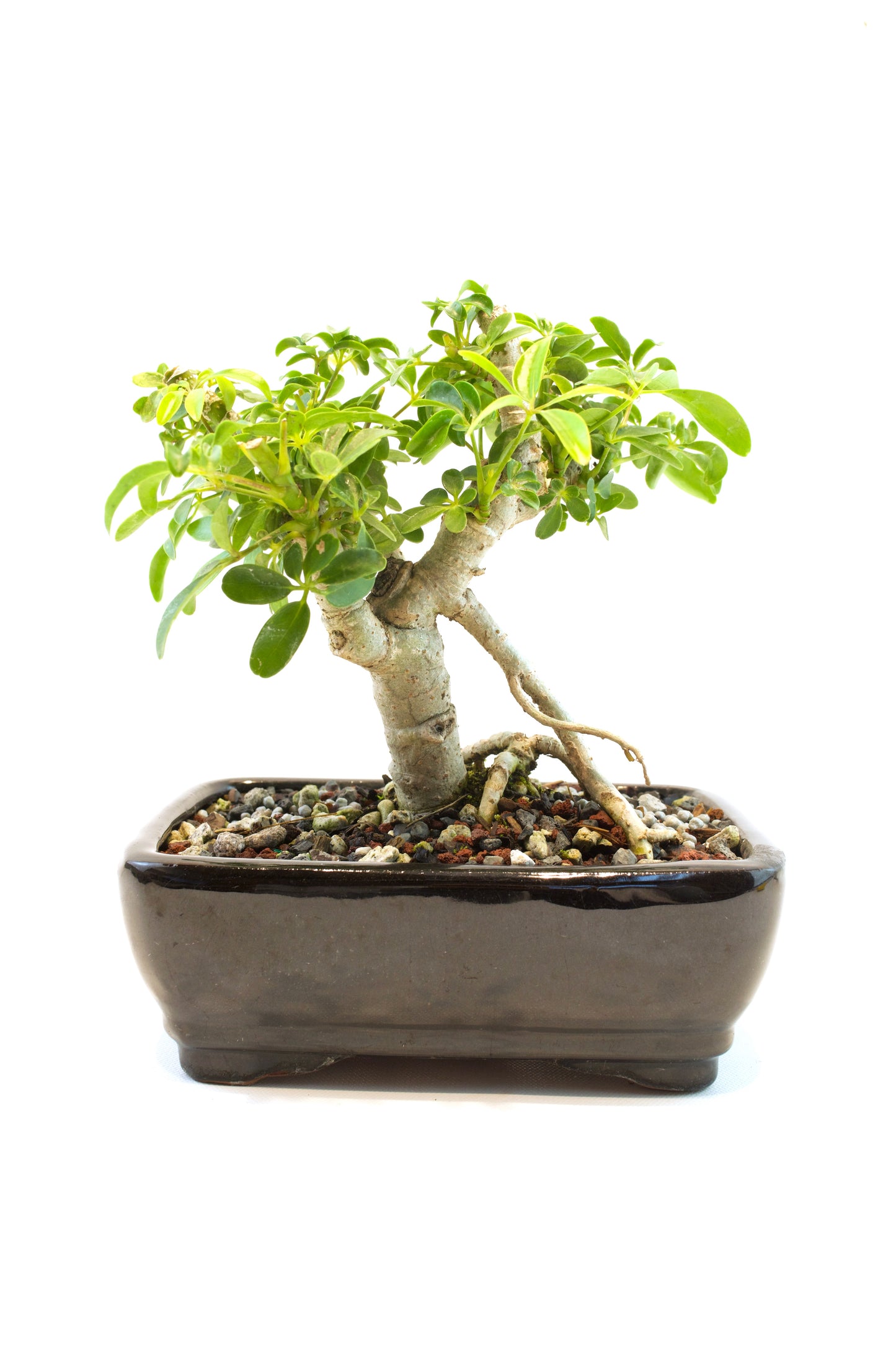 Schefflera Dwarf Bonsai Ceramic 7" Pot - One of a Kind Bonsai