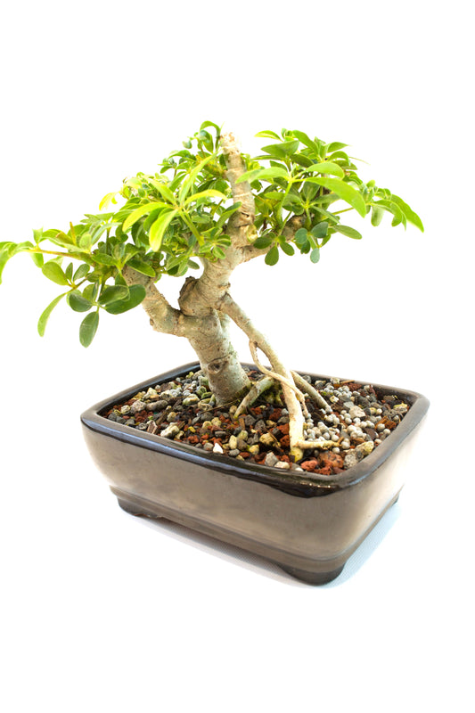 Schefflera Dwarf Bonsai Ceramic 7" Pot - One of a Kind Bonsai