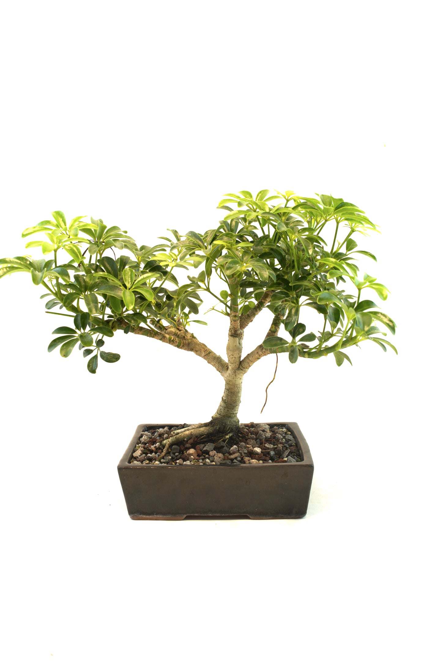 Schefflera Dwarf Bonsai Ceramic 7.5" Pot - One of a Kind Bonsai